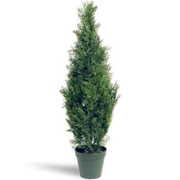 Lake Sawyer South - Prohibited Landscape Materials - Arborvitae Thuja Orientalis