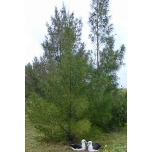 Lake Sawyer South - Prohibited Landscape Materials - Australian Pine-Casuarina