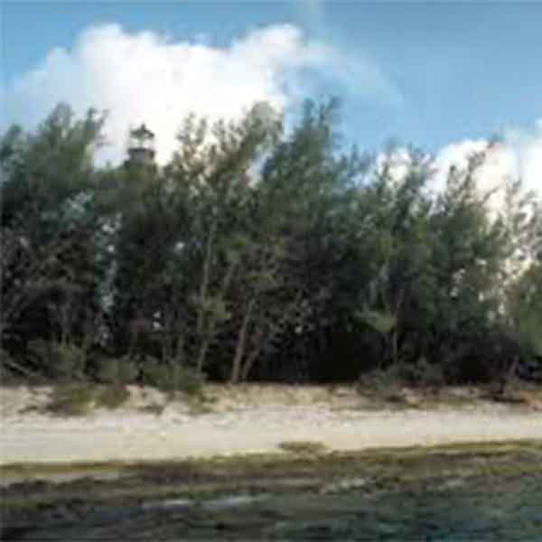 Lake Sawyer South - Prohibited Landscape Materials - Australian Pine-Casuarina