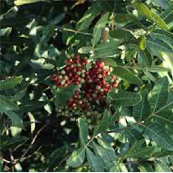 Lake Sawyer South - Prohibited Landscape Materials - Brazilian Pepper - Shinus Terebinthifolia
