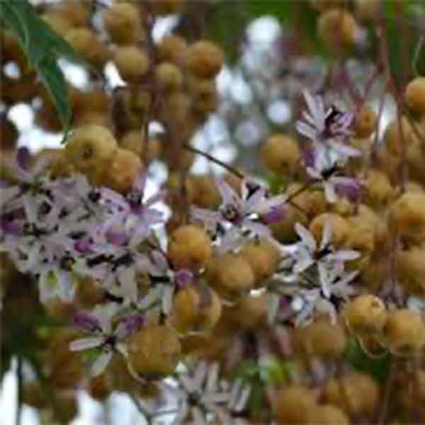 Lake Sawyer South - Prohibited Landscape Materials - China Berry-Melia Azedarach