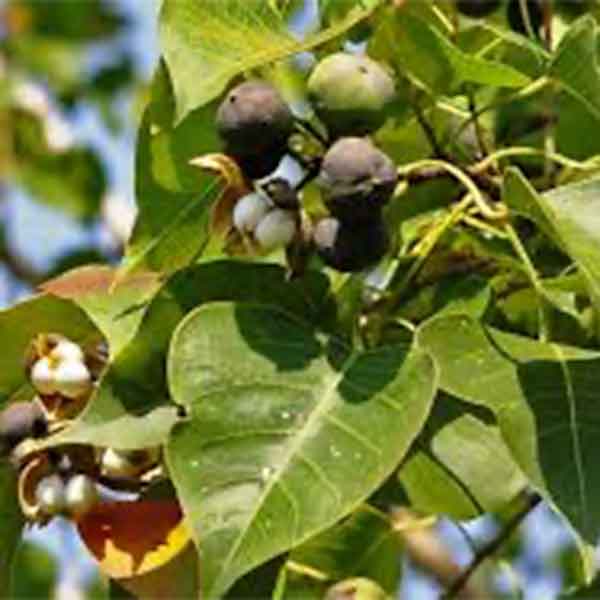 Lake Sawyer South - Prohibited Landscape Materials - Chinese Tallow-Triadica-Sebifera