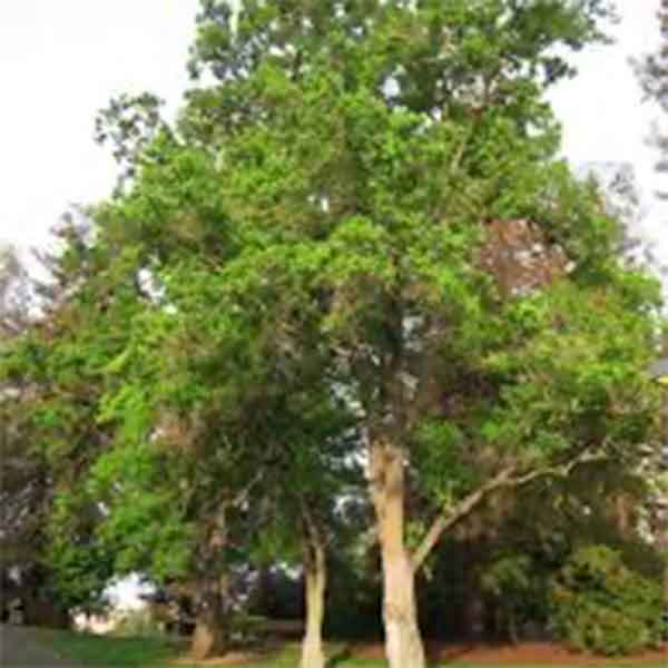 Lake Sawyer South - Prohibited Landscape Materials - Chinese Tallow-Triadica Sebifera