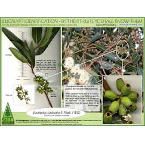Lake Sawyer South - Prohibited Landscape Materials - Eucalyptus Species - Eucalyptus-Globulus-Labill