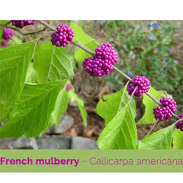 Lake Sawyer South - Prohibited Landscape Materials - French Mulberry Callicarpa Americana