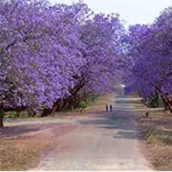 Lake Sawyer South - Prohibited Landscape Materials - Jacaranda Jacaranda Mimosifolia