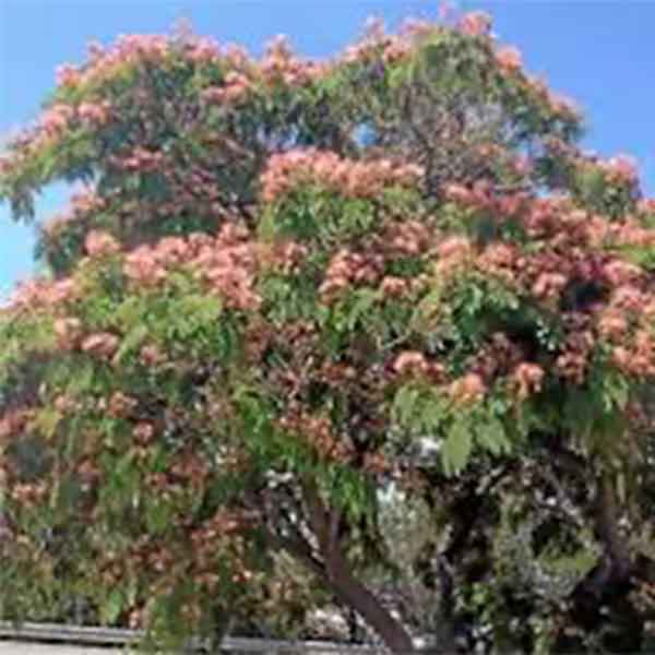 Lake Sawyer South - Prohibited Landscape Materials - Mimosa Albizia Julibrissin