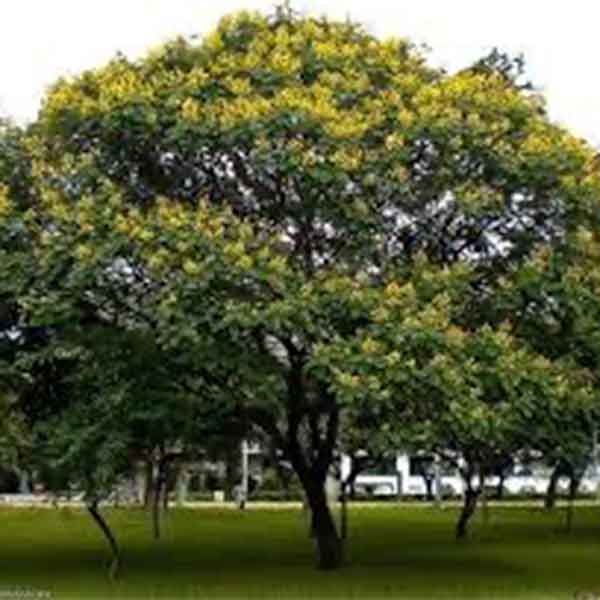 Lake Sawyer South - Prohibited Landscape Materials - Peltaphorum - Peltophorum Pterocarpum