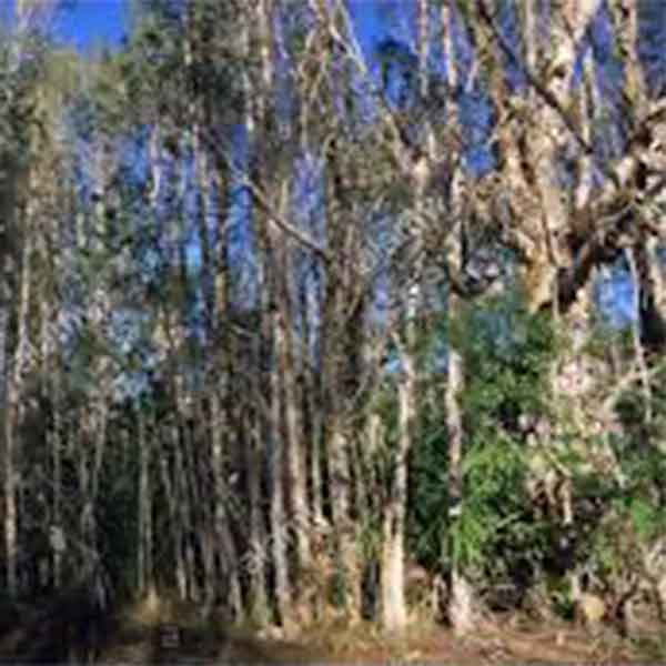 Lake Sawyer South - Prohibited Landscape Materials - Punk Trees Melaleuca Quinquenervia