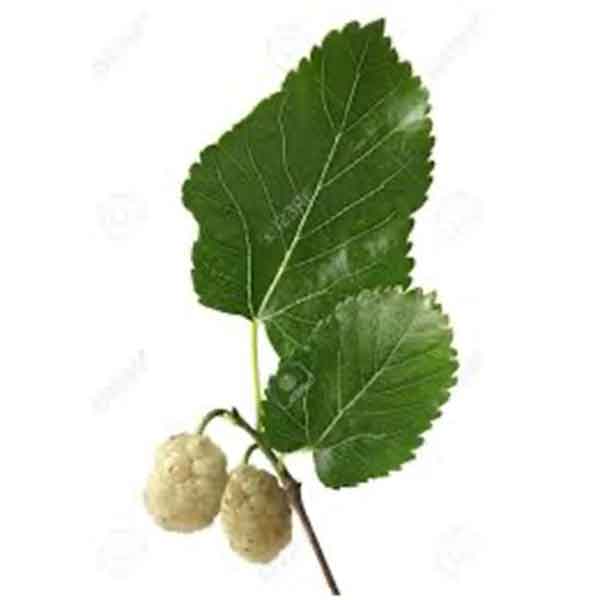 Lake Sawyer South - Prohibited Landscape Materials - White Mulberry Morus Alba