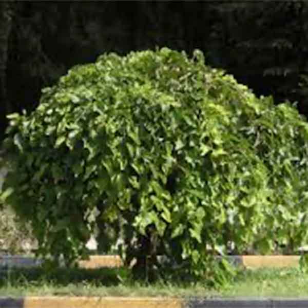 Lake Sawyer South - Prohibited Landscape Materials - White Mulberry Morus Alba