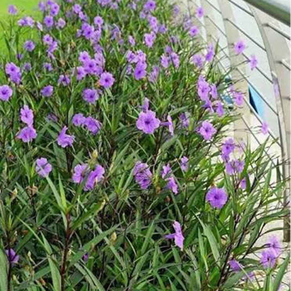 Lake Sawyer South - Prohibited Landscaping - Mexican Petunia