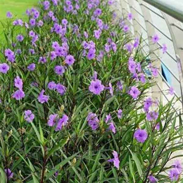 Lake Sawyer South - Prohibited Landscaping - Mexican Petunia