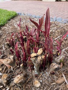 Lake Sawyer South - Plant coming to life