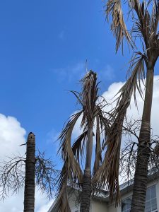 Lake Sawyer South - Ded trees