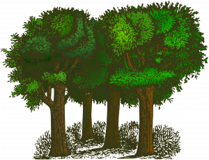 Conservation Area Trees